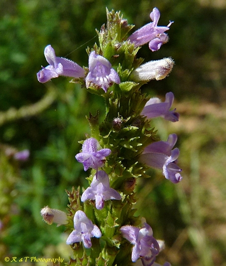 {Cantinoa mutabilis}